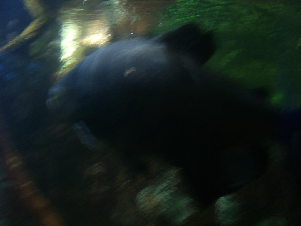 Aquarium 020.JPG